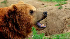 Braunbär_1 (11).jpg